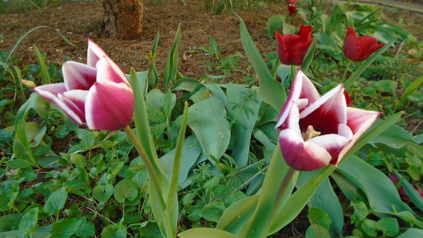 Lalele - Primavara 2020