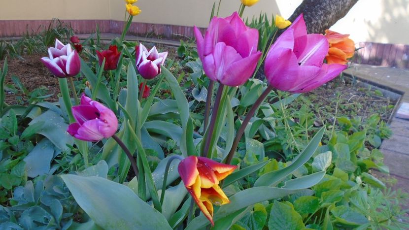 Lalele - Primavara 2020