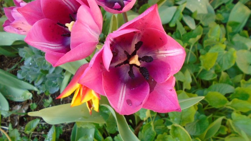 Lalele - Primavara 2020