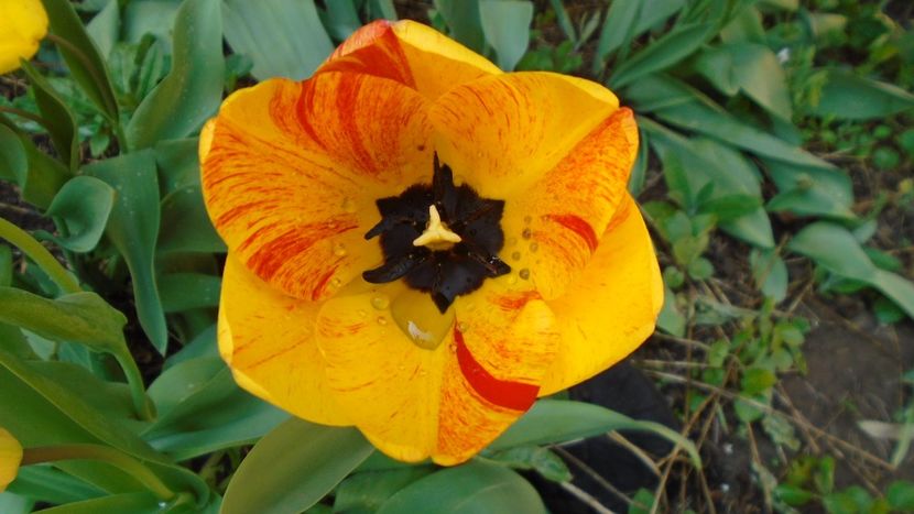 Lalele - Primavara 2020