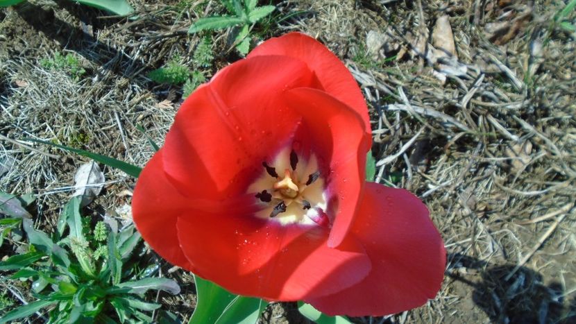 Lalele - Primavara 2020