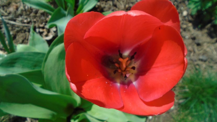 Lalele - Primavara 2020