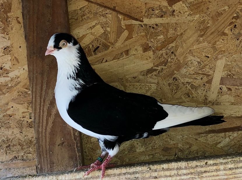 mascul  2019 - 0000001 prin voliere