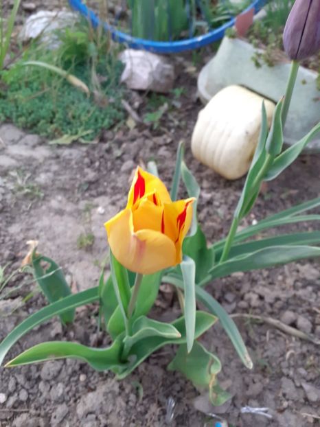  - Flori de gradina2020