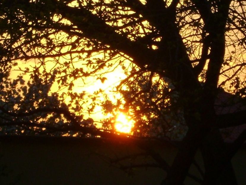 Apus de soare - Primavara 2020