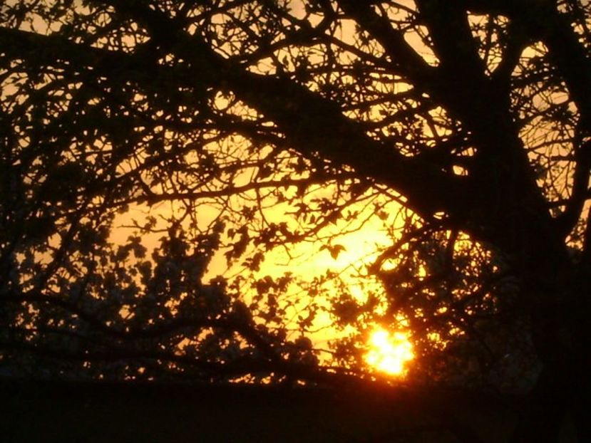 Apus de soare - Primavara 2020