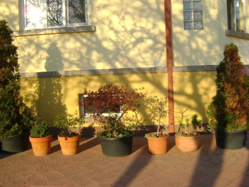 Bonsai si prebonsai - Primavara 2020