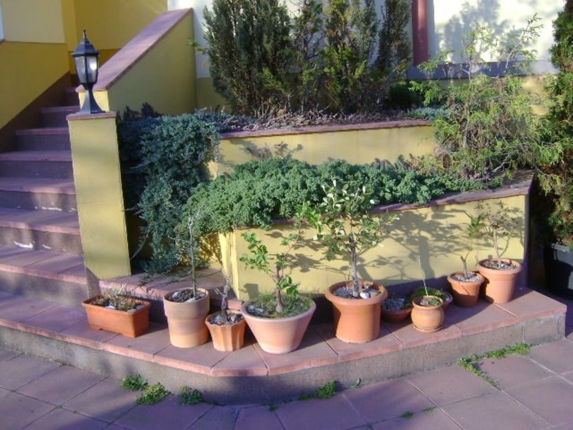 Bonsai si prebonsai - Primavara 2020