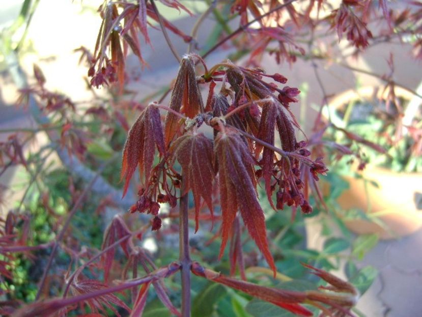 Flori de artar japonez - Primavara 2020