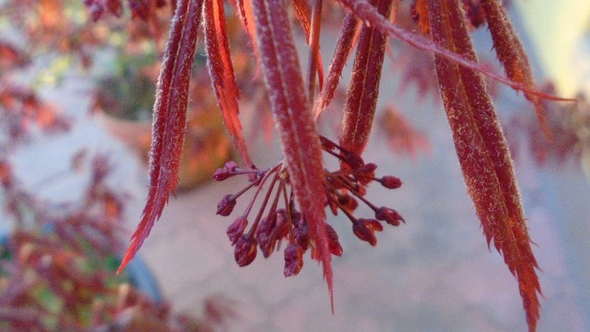 Flori de artar japonez - Primavara 2020