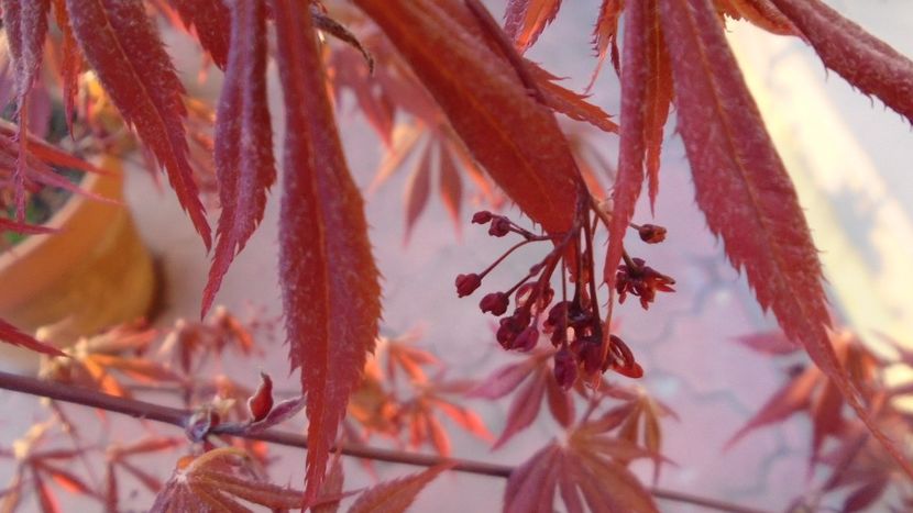 Flori de artar japonez - Primavara 2020