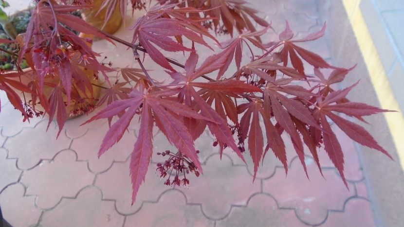 Flori de artar japonez - Primavara 2020