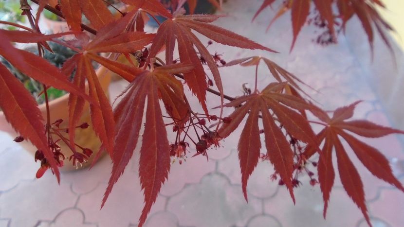 Flori de artar japonez - Primavara 2020