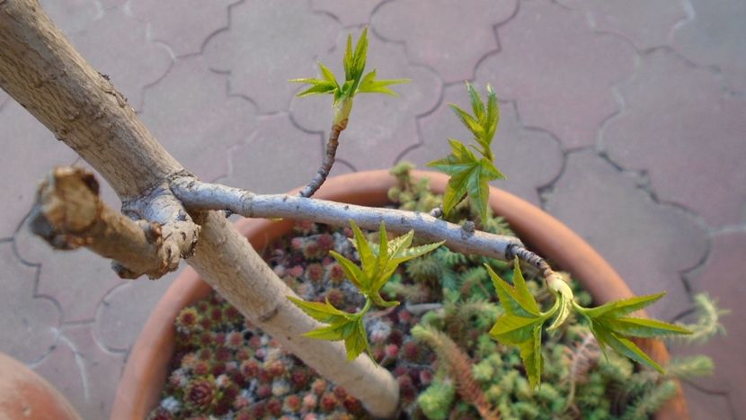 Bonsai si prebonsai - Primavara 2020