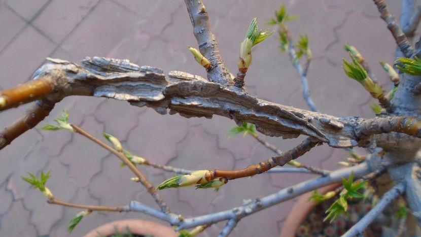 Bonsai si prebonsai - Primavara 2020