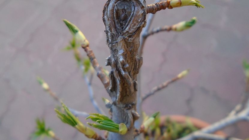 Bonsai si prebonsai - Primavara 2020