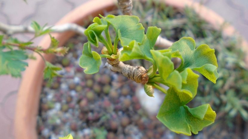 Bonsai si prebonsai - Primavara 2020