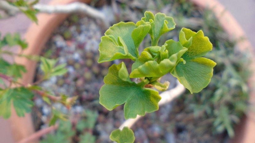 Bonsai si prebonsai - Primavara 2020