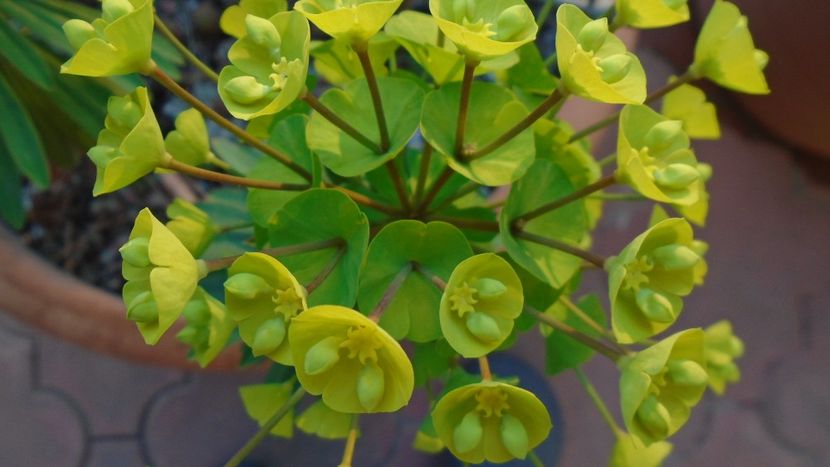 Euphorbia amygdaloides - Primavara 2020