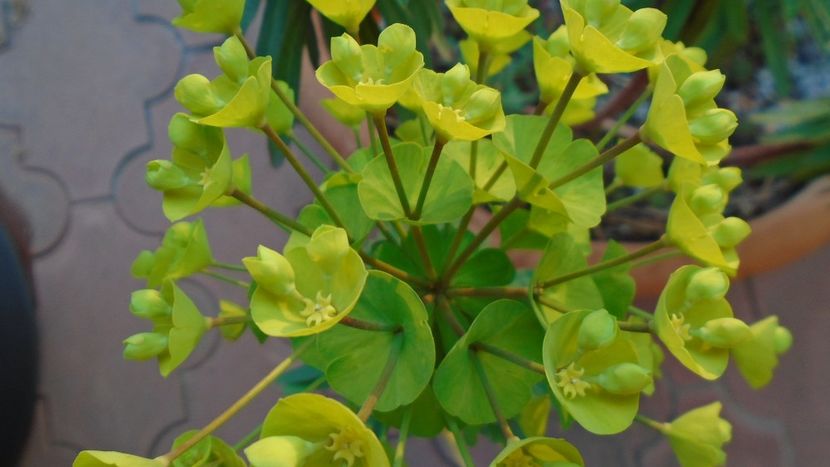Euphorbia amygdaloides - Primavara 2020
