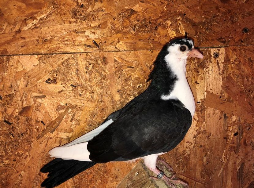 8511  mascul  2020_1 - tineret 2020