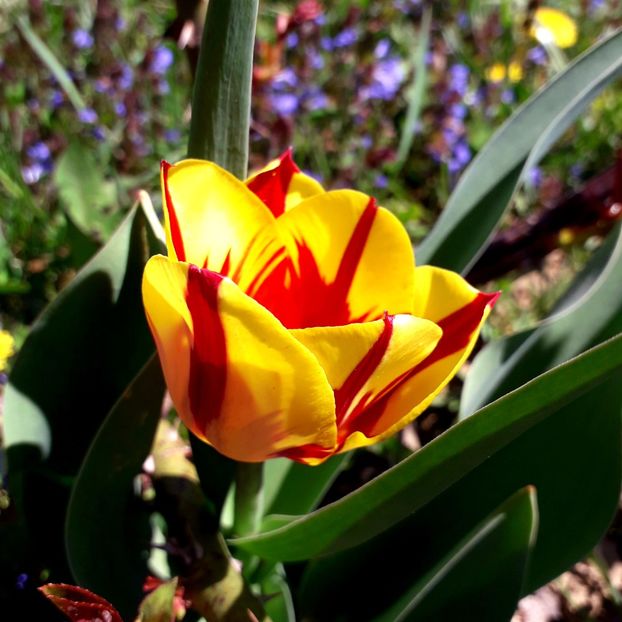  - AAAA_LALELE 2019_2020_2022_2023