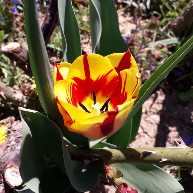  - AAAA_LALELE 2019_2020_2022_2023