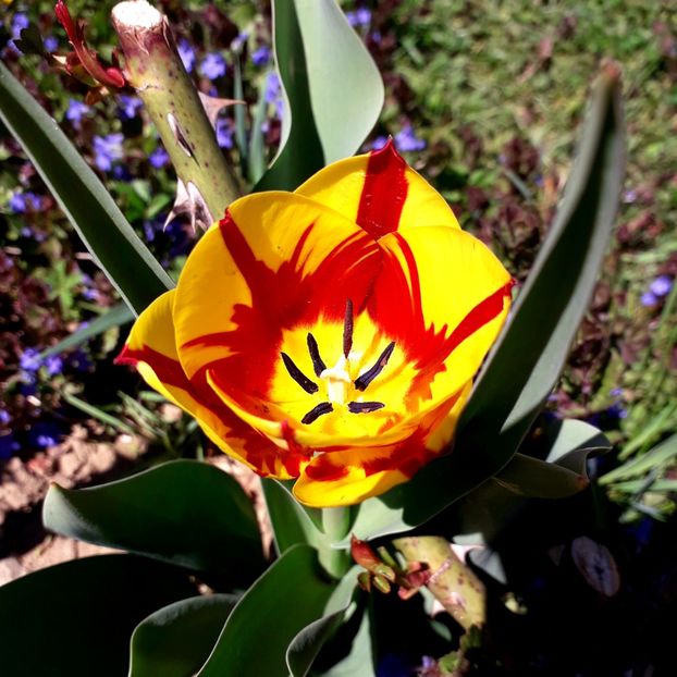  - AAAA_LALELE 2019_2020_2022_2023