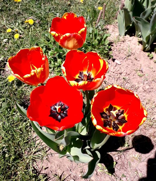  - AAAA_LALELE 2019_2020_2022_2023