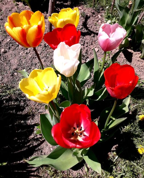  - AAAA_LALELE 2019_2020_2022_2023