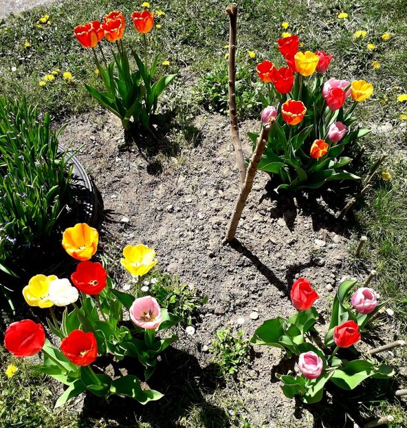  - AAAA_LALELE 2019_2020_2022_2023