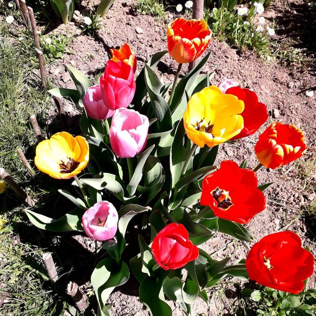  - AAAA_LALELE 2019_2020_2022_2023