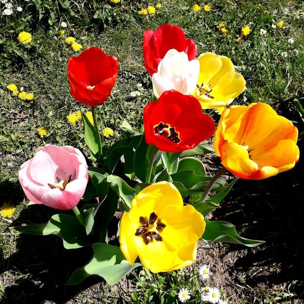  - AAAA_LALELE 2019_2020_2022_2023