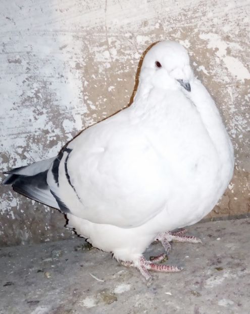  - - A - A - A - A- W A R N I N G !