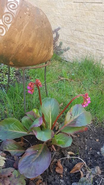 Bergenia - Aprilie 2020