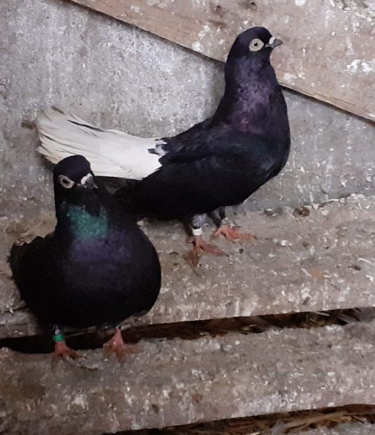  - 6-Negru Codalb Romanesc