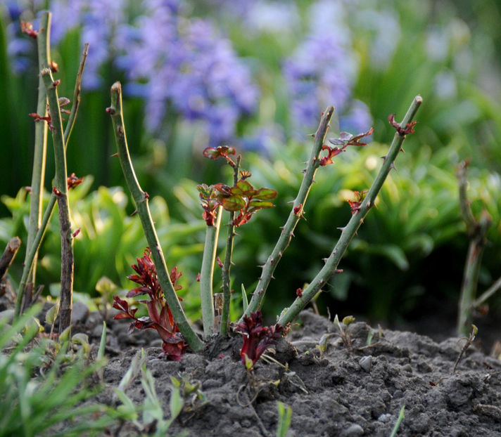  - 04 Gradina de flori 2020