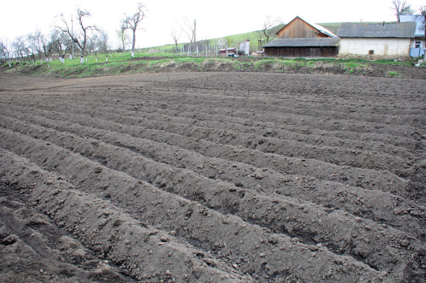  - 03 Gradina de legume 2020