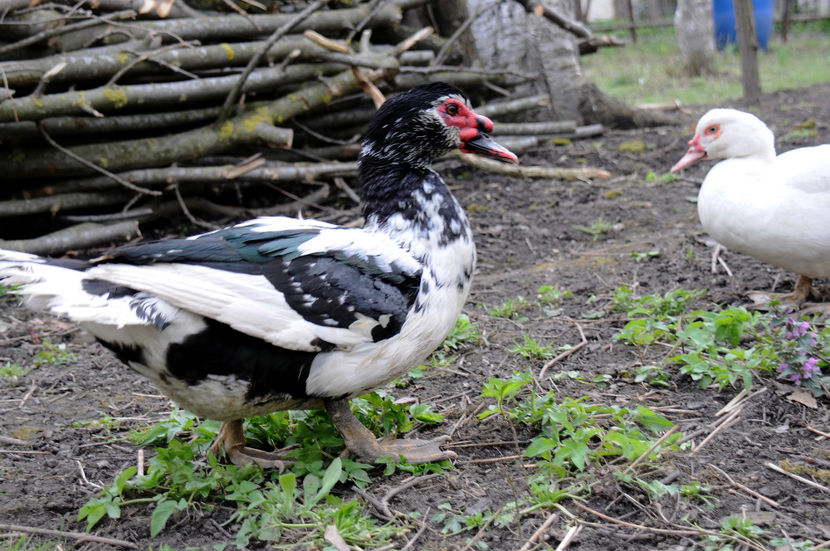  - 04 Rate lesesti 2020