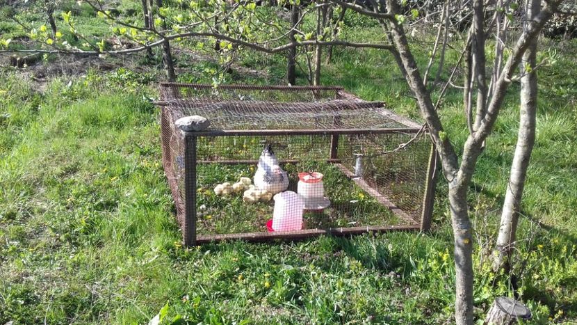  - Closca Sussex cu 14 pui Sussex