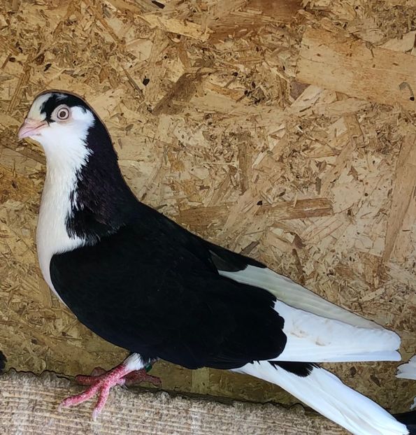 mascul  2019 - 0000001 prin voliere