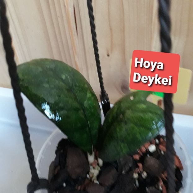  - hoya 2020
