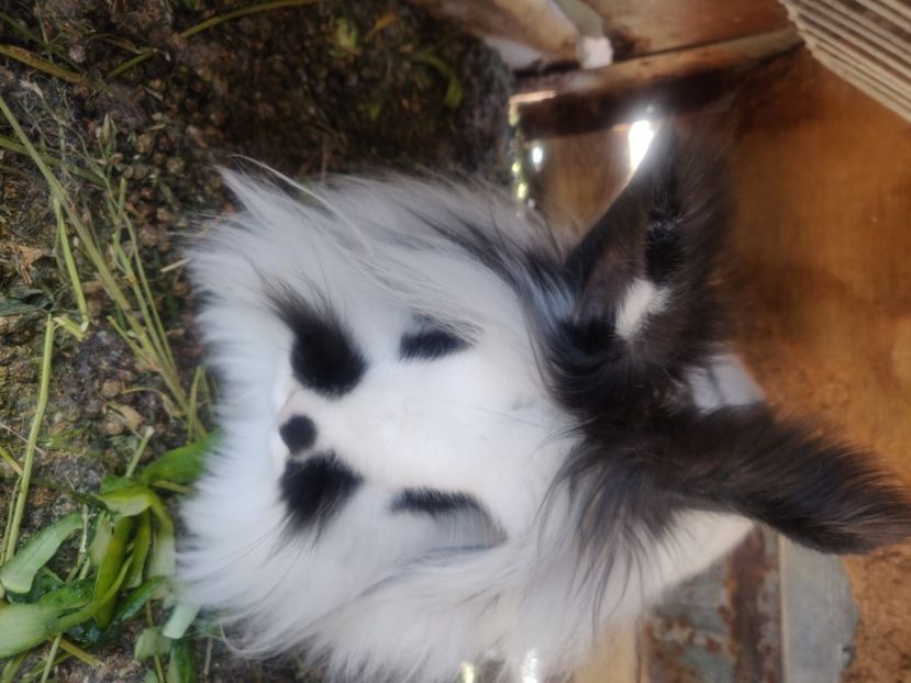  - Filmulețe cap de Leu