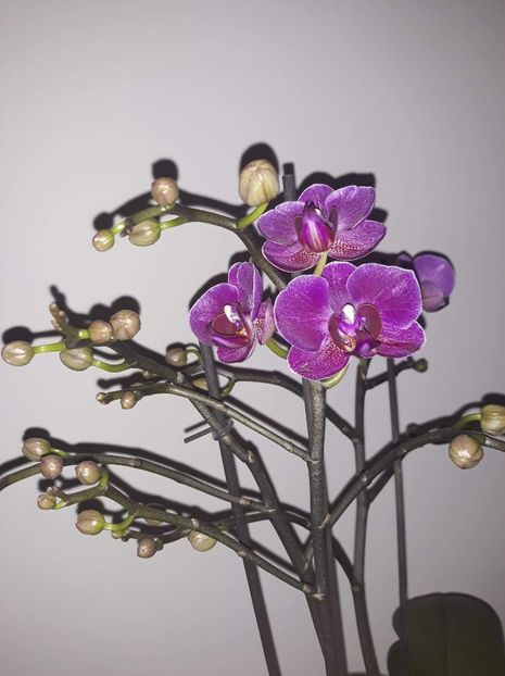  - Phalaenopsis 2020