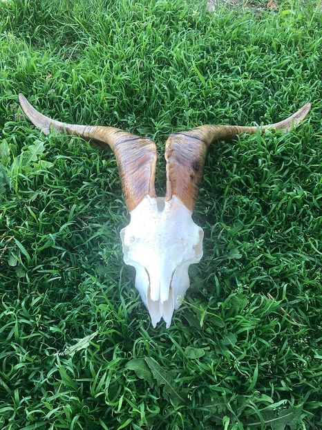 Trofeu de tap - Trofeele mele de vanatoare