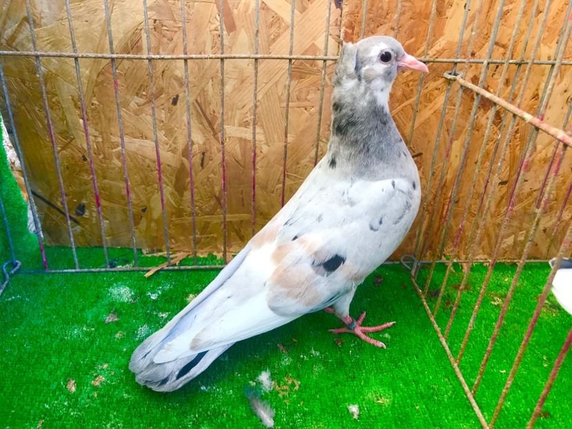 C2451680-D1B1-43FF-9685-788A3986987F - Pui Zburator Beograd