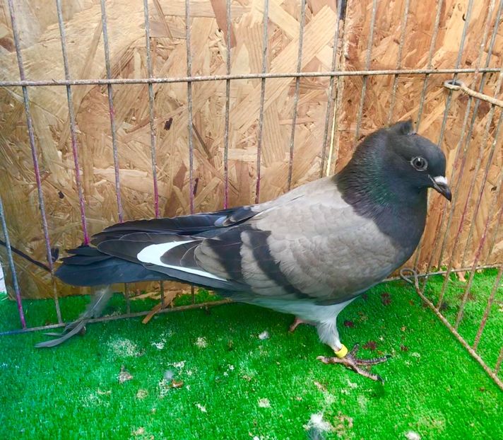 59A060A5-80D1-482C-84B3-57930EEB413A - Pui Zburator Beograd