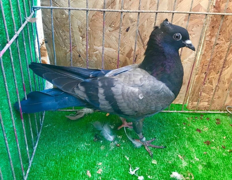 2D3A3E2A-B6EF-4381-914F-3509322A36BD - Pui Zburator Beograd