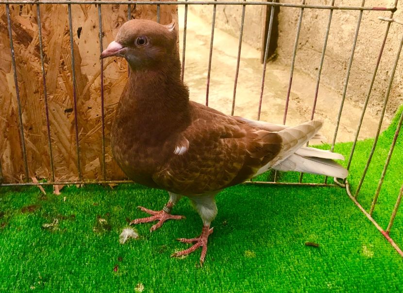 C1A6C0F2-6BCF-42C7-8A64-4028426E5A07 - Pui Zburator Beograd