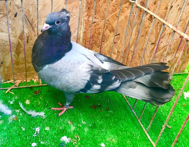 E6A1566F-DEFD-4E40-ADFD-69268744A650 - Pui Zburator Beograd